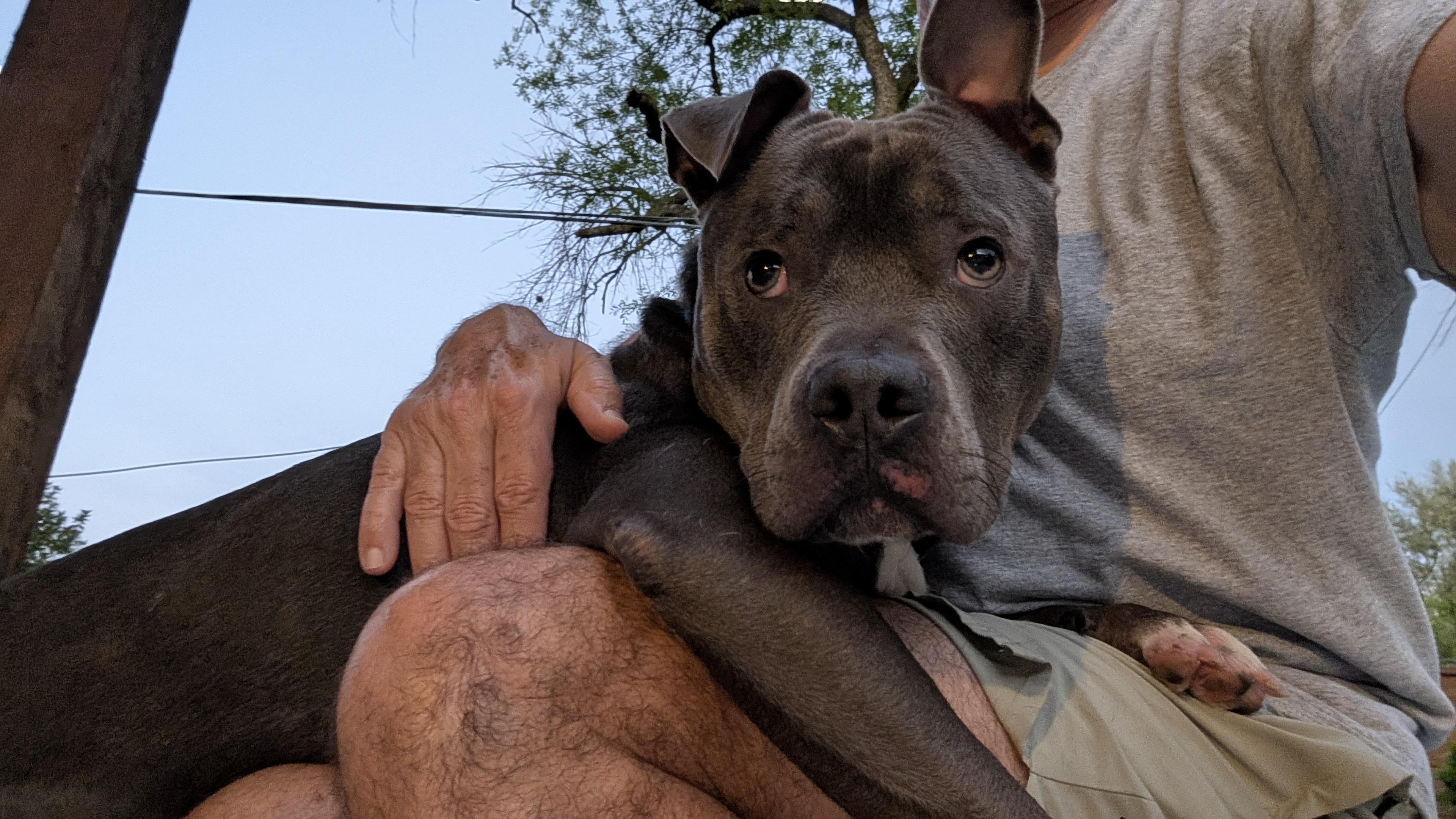 Enlarge Blue, a ADOPTABLE mixed breed in Houston, TX image 3/4