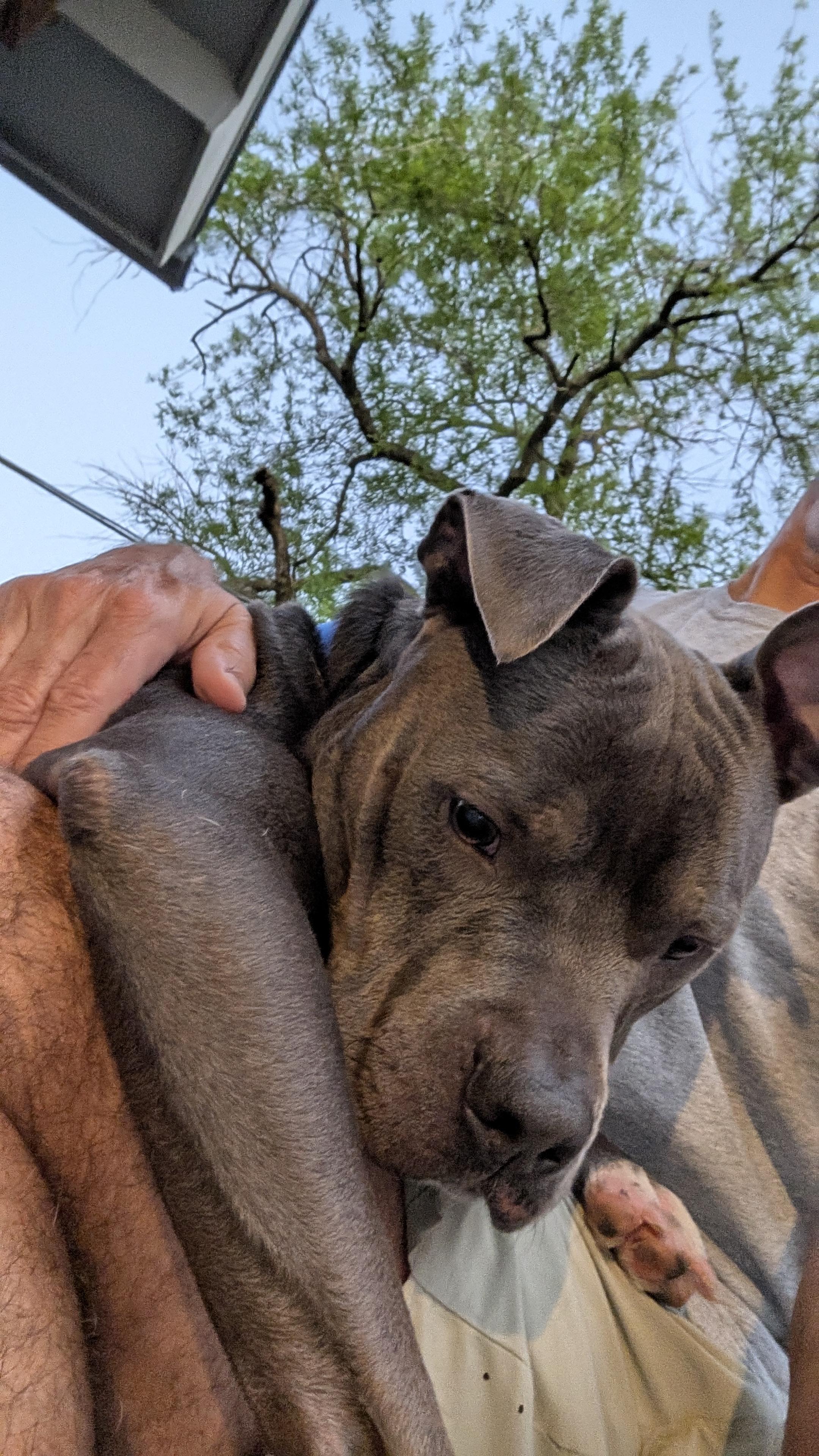 Enlarge Blue, a ADOPTABLE mixed breed in Houston, TX image 4/4