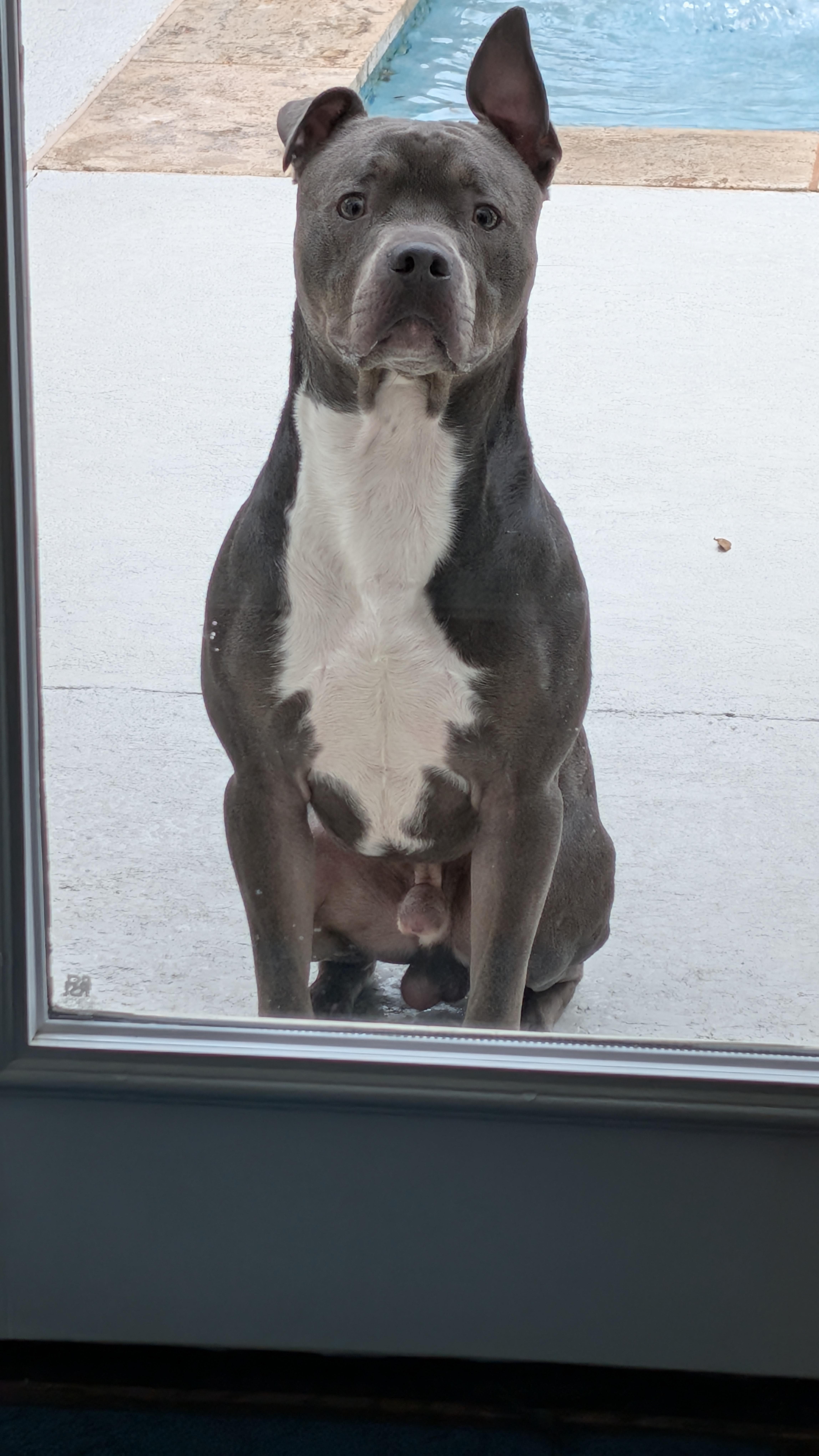 Blue, ADOPTABLE, Young Male American Staffordshire Terrier.