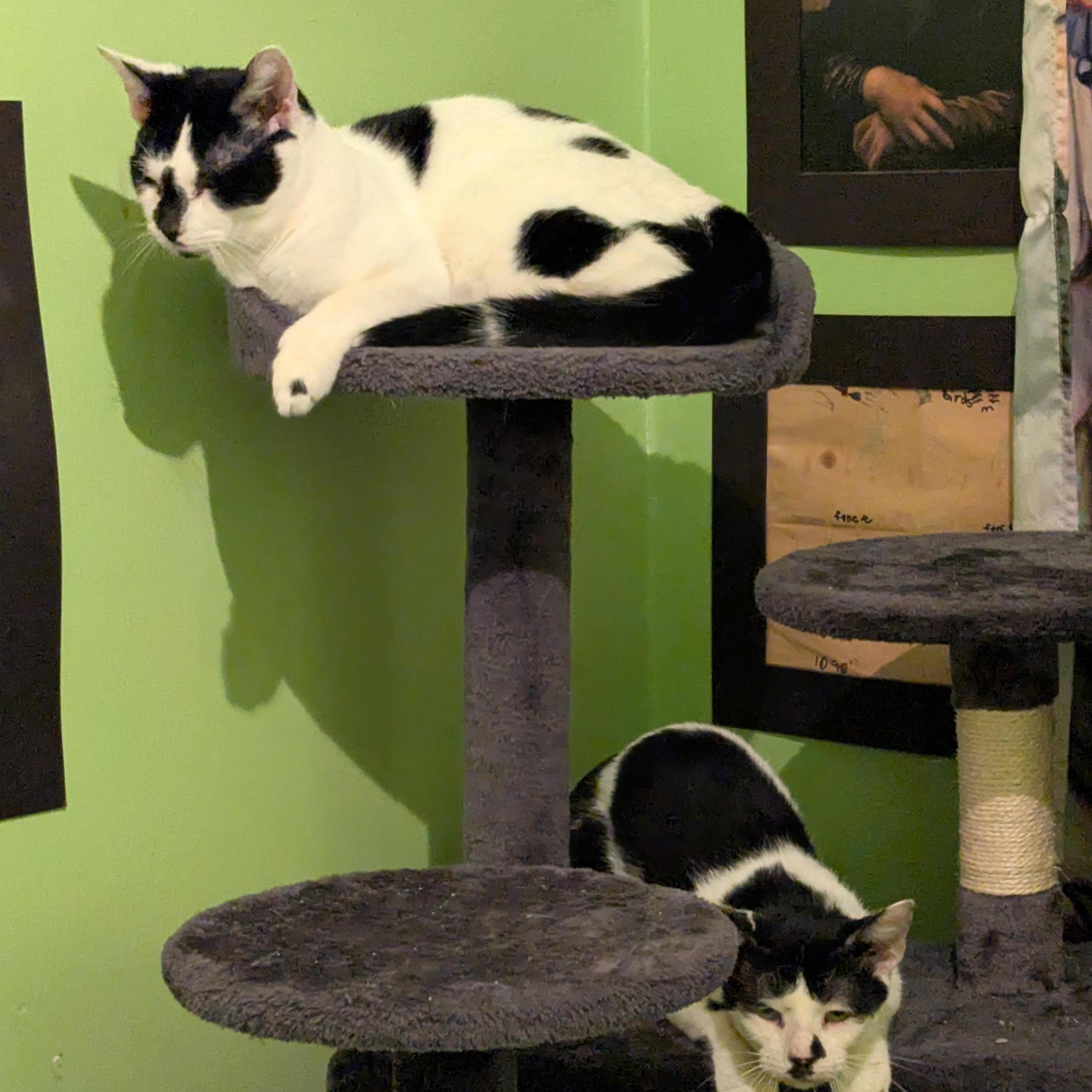 Lurch & Gomez (Bonded Pair)