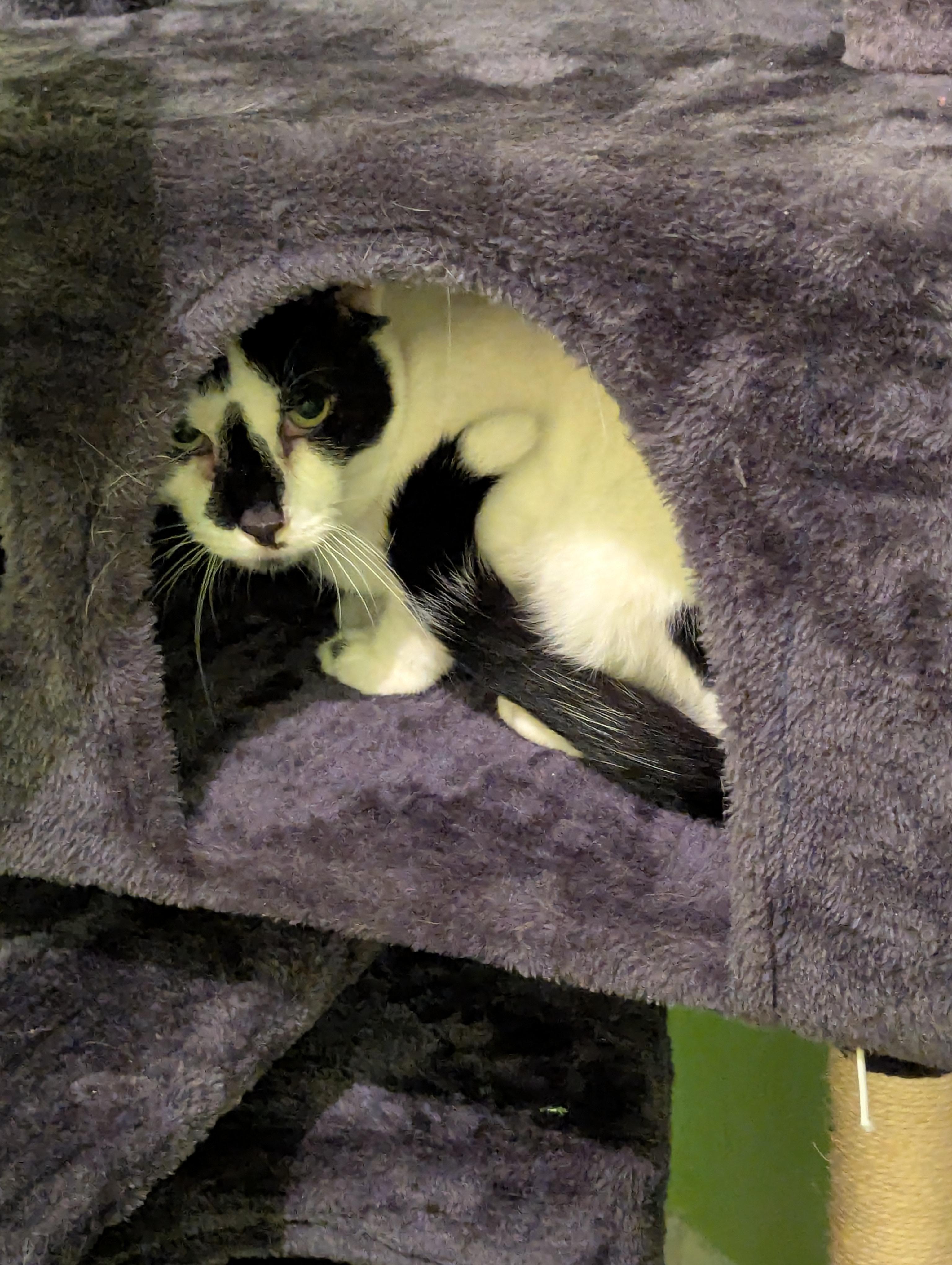 Lurch & Gomez (Bonded Pair)