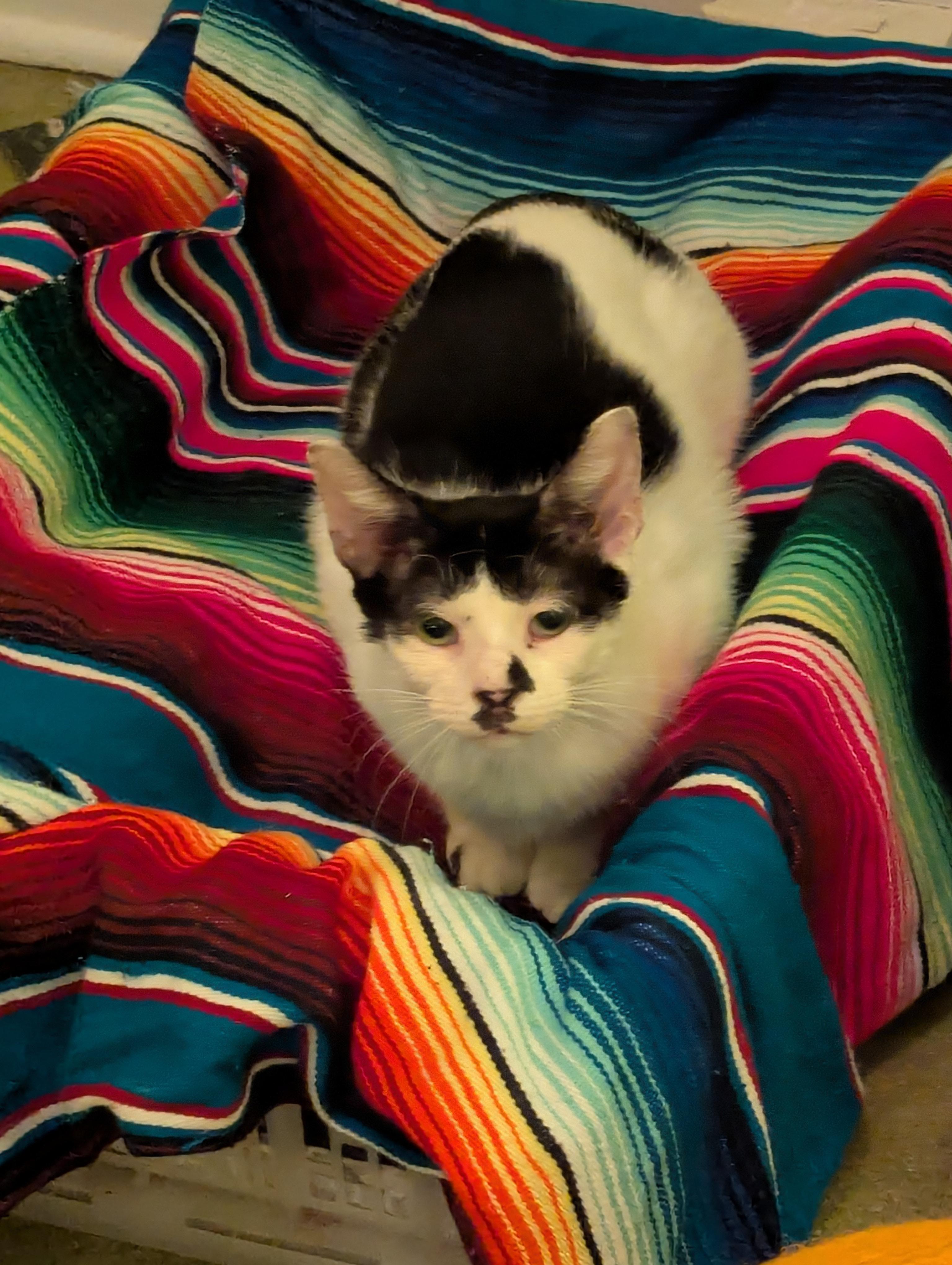 Lurch & Gomez (Bonded Pair)