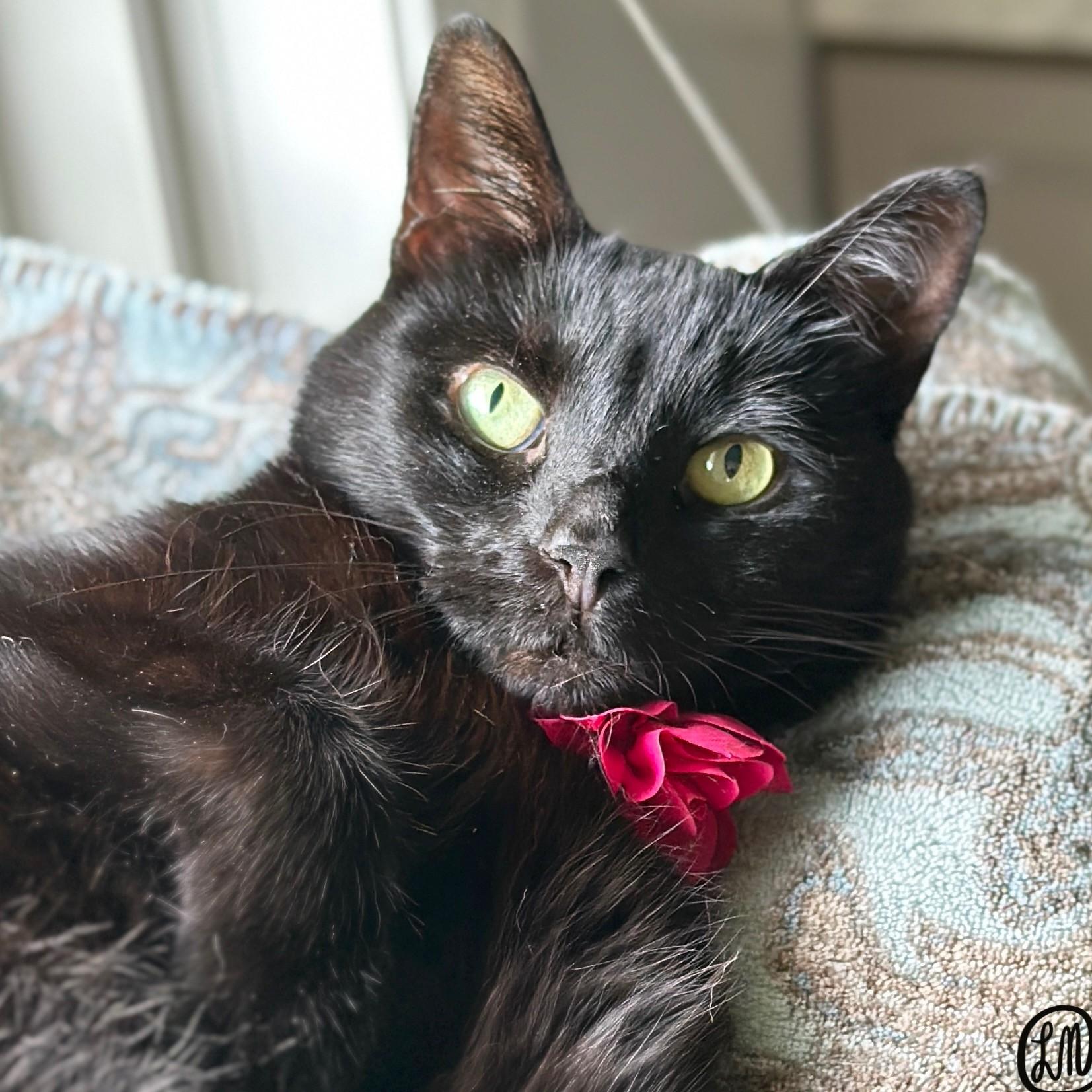 Bloom, a Adoptable Domestic Short Hair in Victor, NY image 2/6