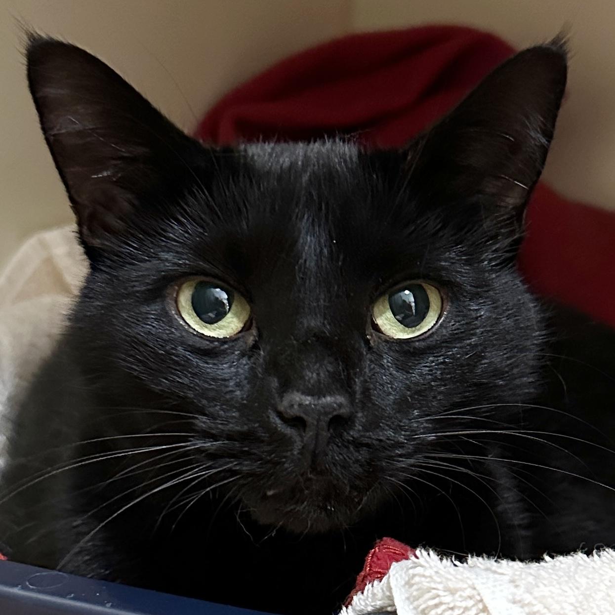 Bloom, a Adoptable Domestic Short Hair in Victor, NY image 4/6