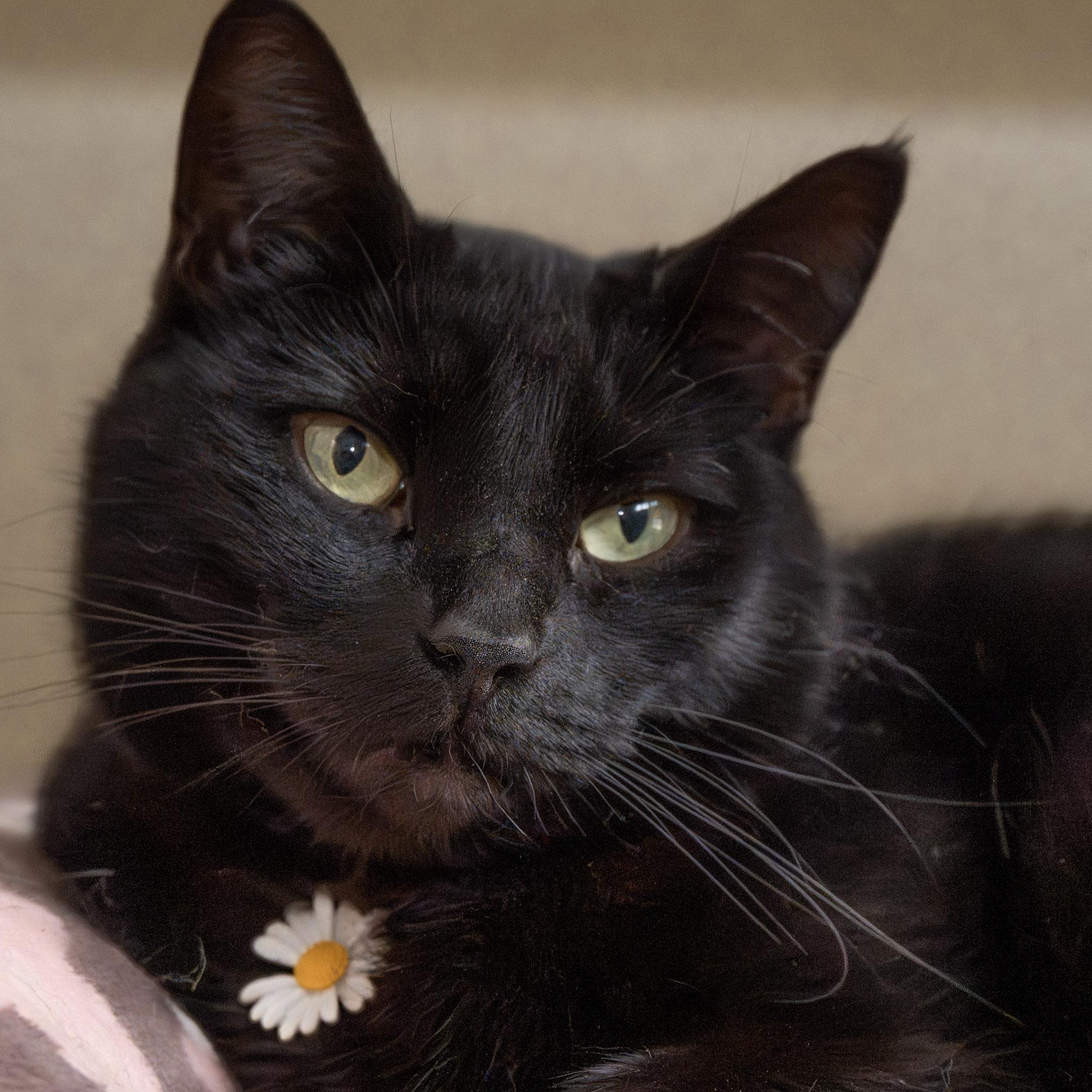 Bloom, a Adoptable Domestic Short Hair in Victor, NY image 1/6