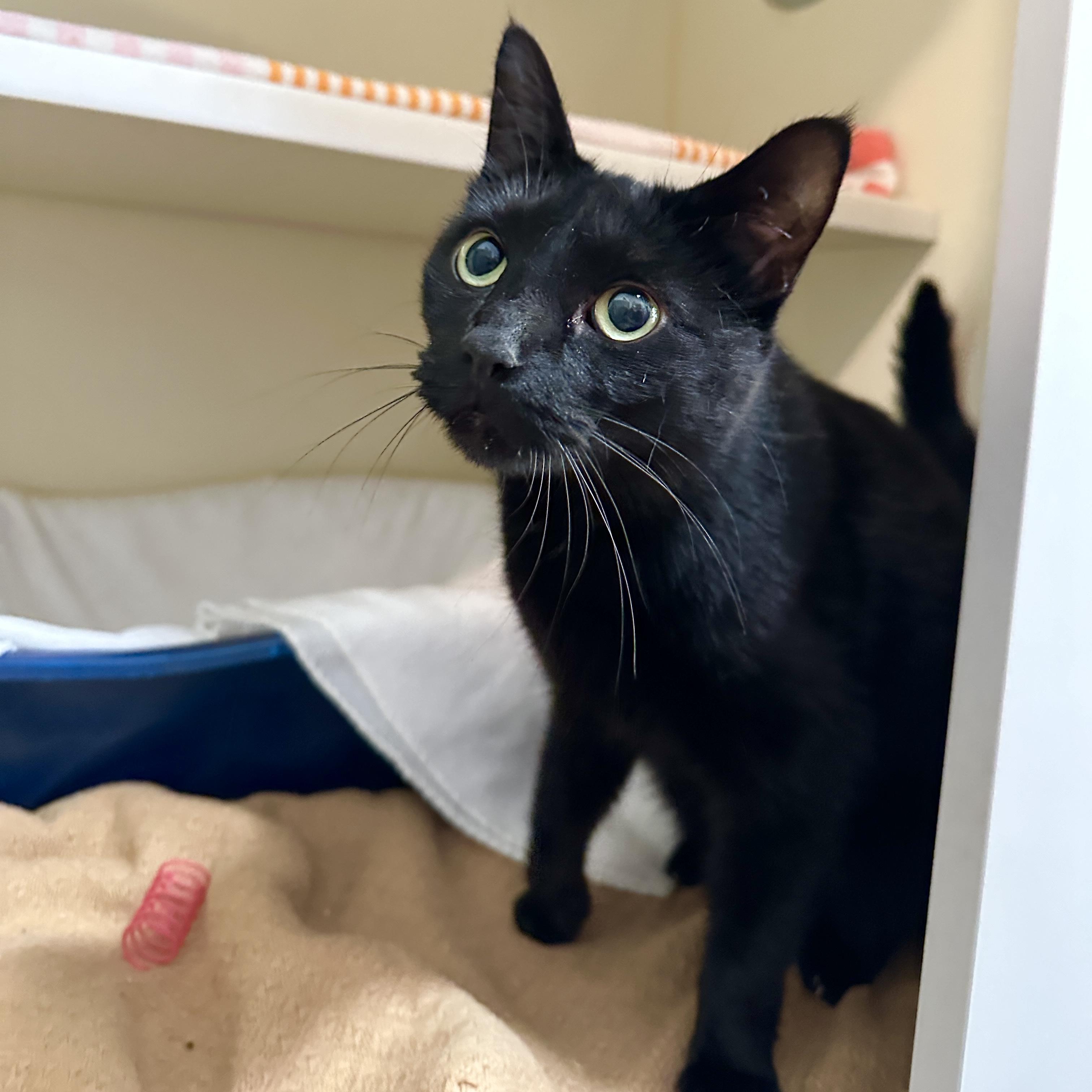 Bloom, a Adoptable Domestic Short Hair in Victor, NY image 5/6