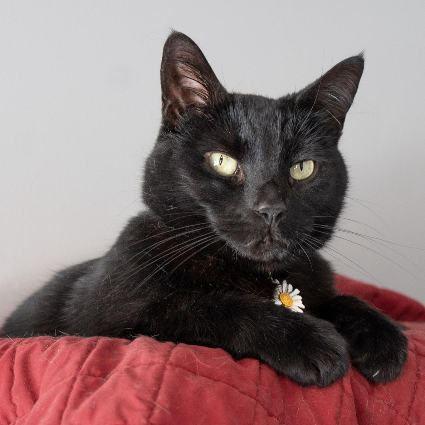 Enlarge Bloom, a Adoptable Domestic Short Hair in Victor, NY image 1/6