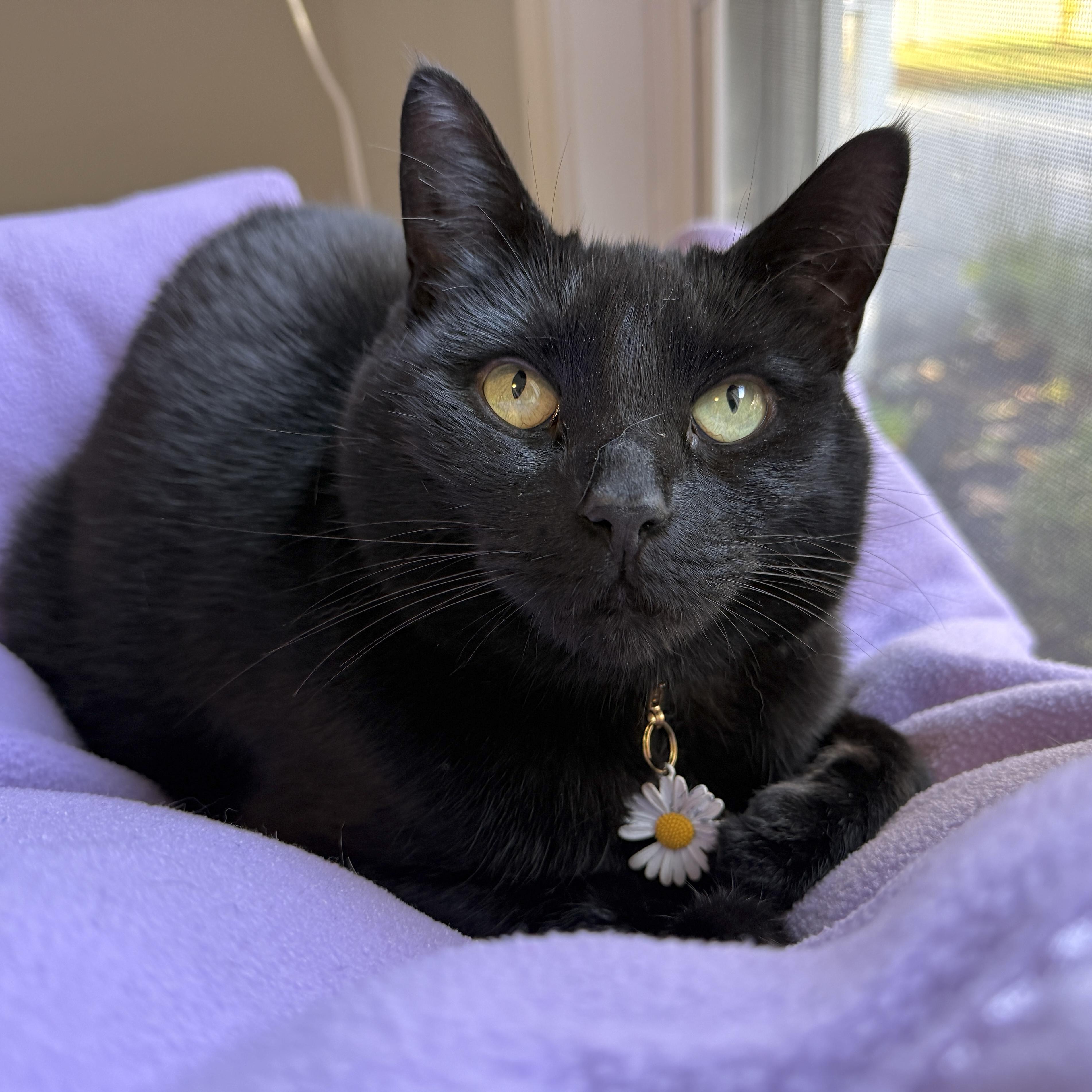 Bloom, a Adoptable Domestic Short Hair in Victor, NY image 3/6