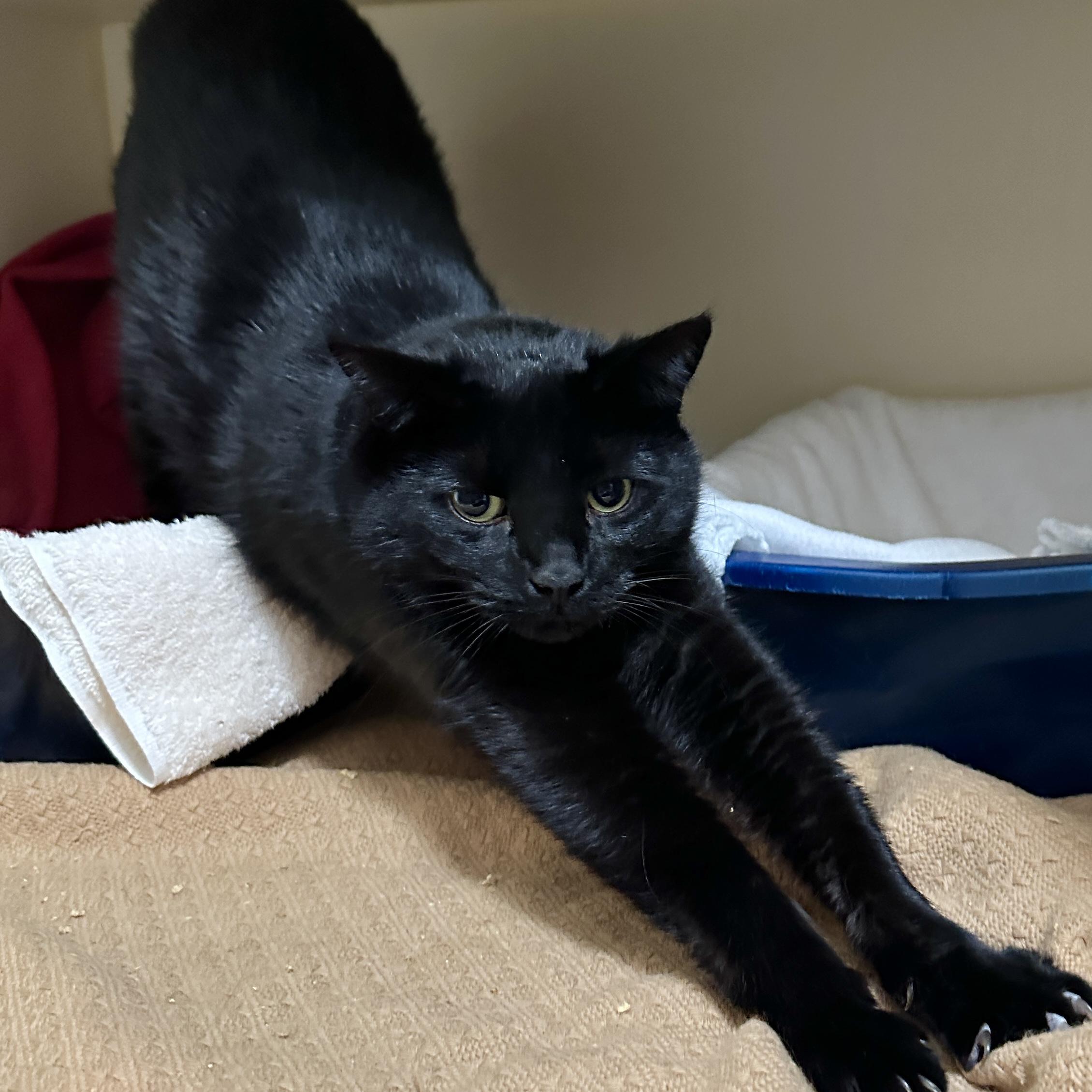 Bloom, a Adoptable Domestic Short Hair in Victor, NY image 6/6