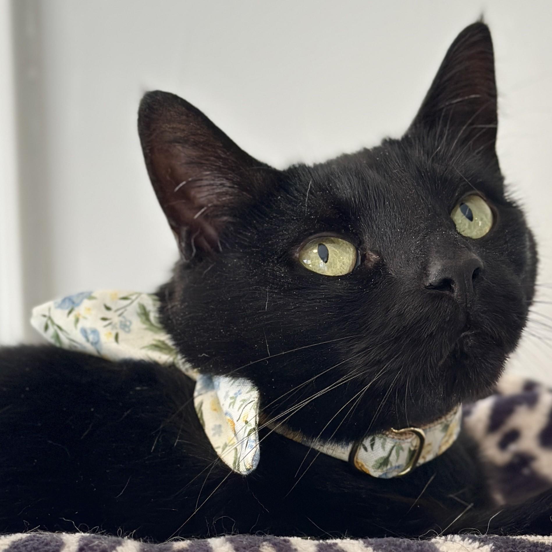 Bloom, a Adoptable Domestic Short Hair in Victor, NY image 1/6