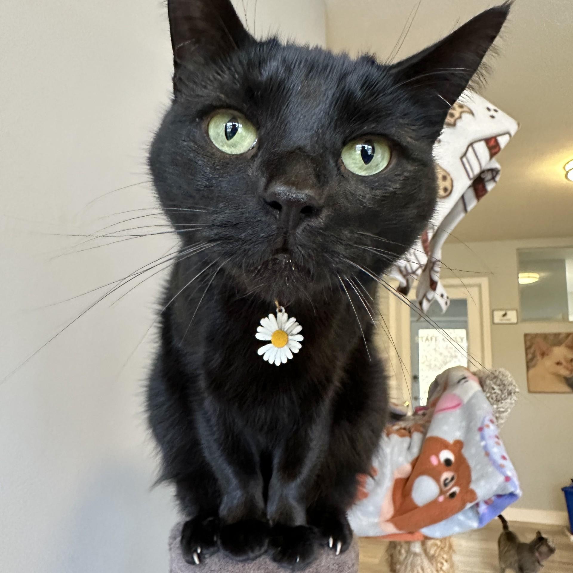Bloom, a Adoptable Domestic Short Hair in Victor, NY image 2/6