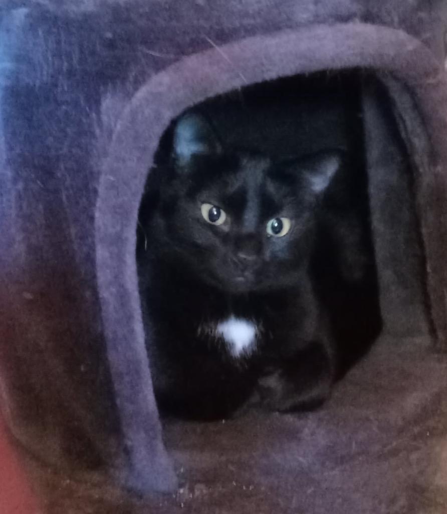 Enlarge Mystery, a Adoptable mixed breed in Marianna, FL image 1/3