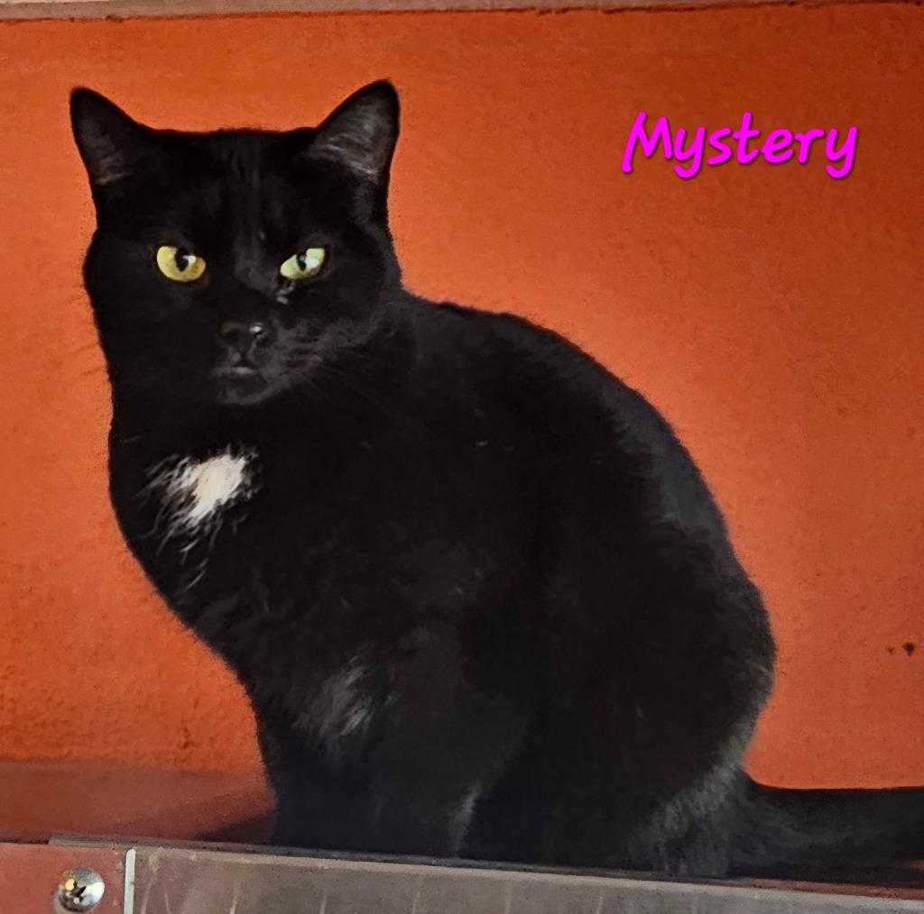 Enlarge Mystery, a Adoptable mixed breed in Marianna, FL image 2/3