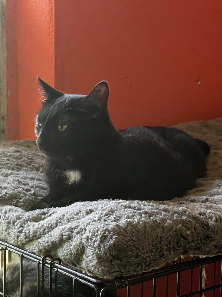 Enlarge Mystery, a Adoptable mixed breed in Marianna, FL image 3/3