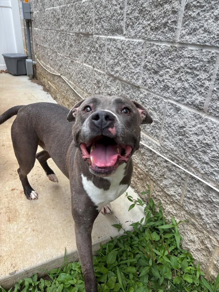 Chaos, a ADOPTABLE Pit Bull Terrier in Saint Charles, MO image 3/5