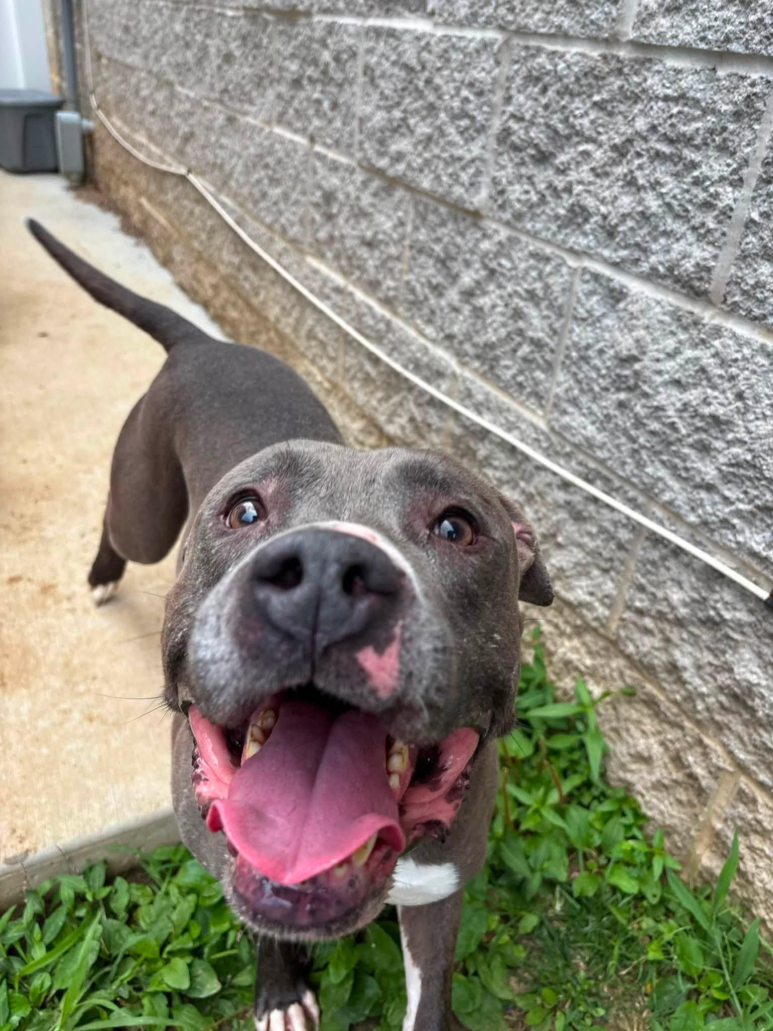 Chaos, a ADOPTABLE Pit Bull Terrier in Saint Charles, MO image 5/5