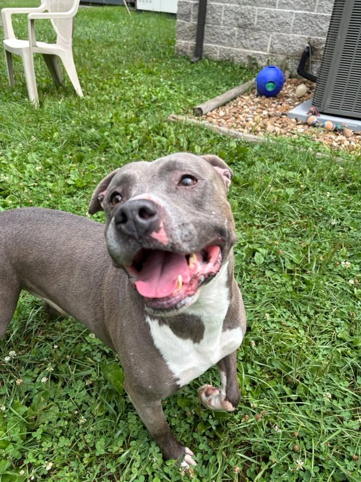 Chaos, a ADOPTABLE Pit Bull Terrier in Saint Charles, MO image 4/5