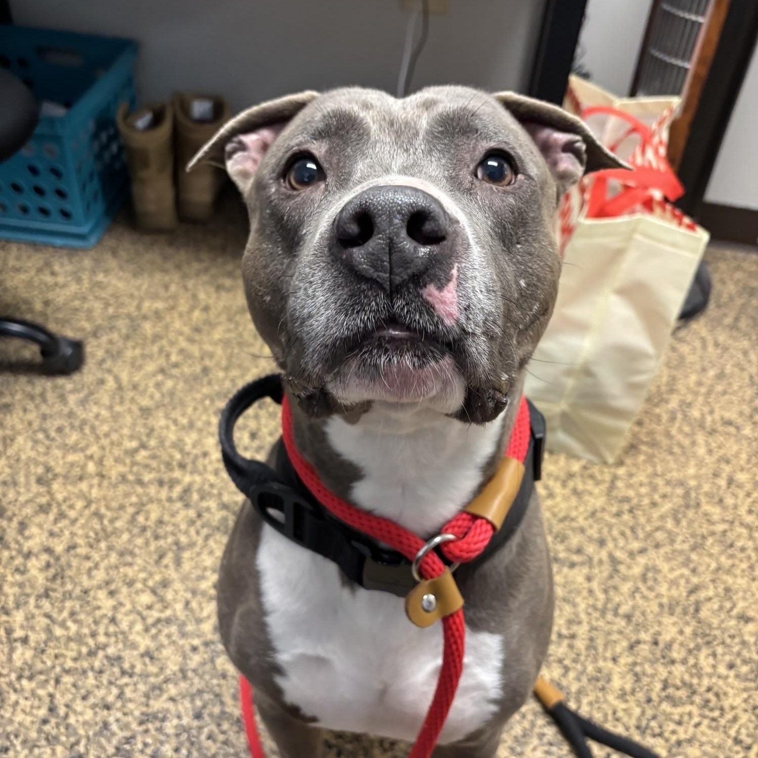 Chaos, a ADOPTABLE Pit Bull Terrier in Saint Charles, MO image 1/5