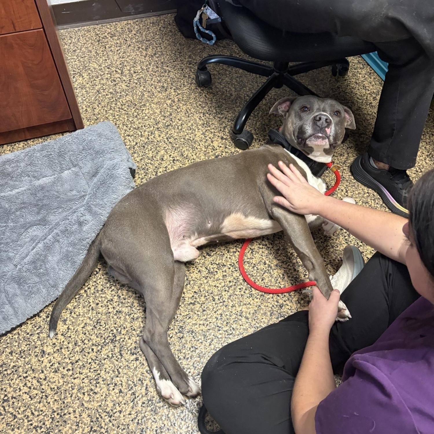 Chaos, a ADOPTABLE Pit Bull Terrier in Saint Charles, MO image 2/5