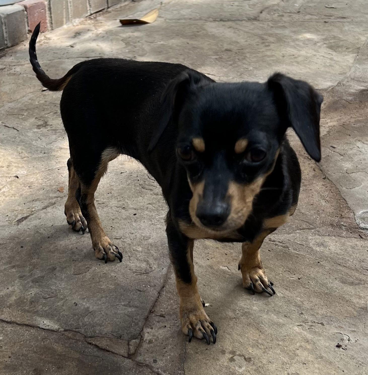 Darcy, Adopted, Adult Female Dachshund & Chihuahua.