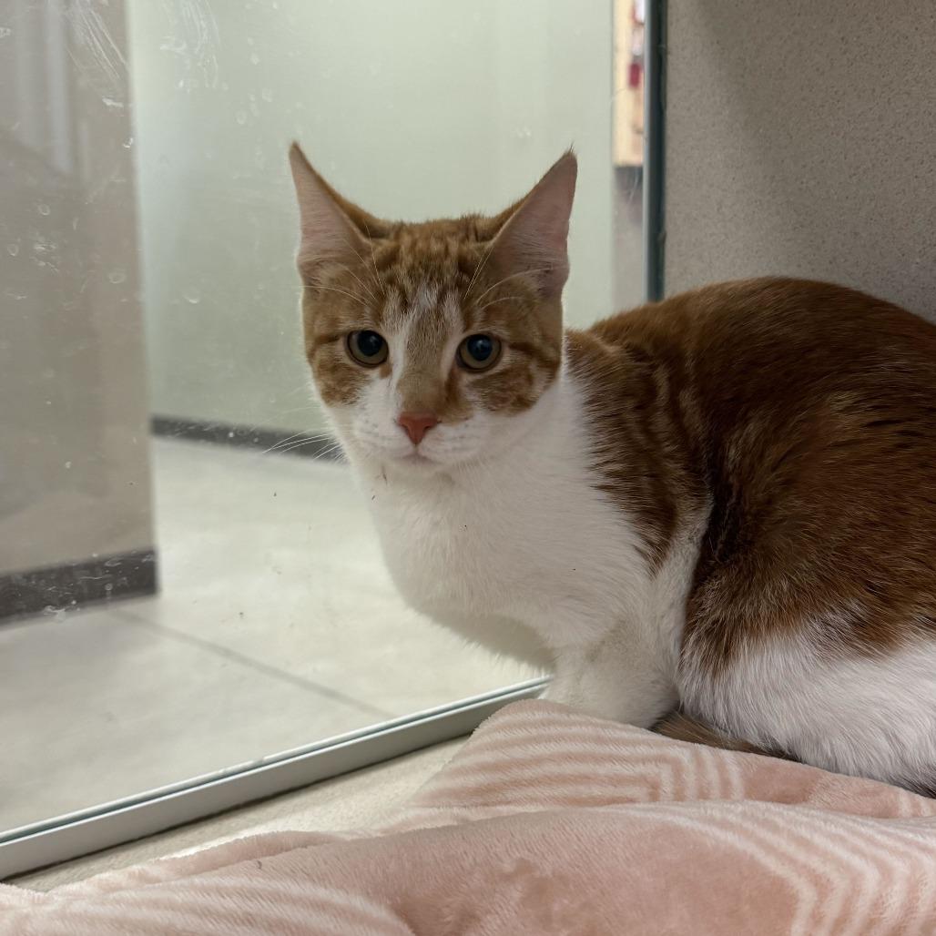 Enlarge Goldilocks, a Adoptable Domestic Short Hair in Rifle, CO image 1/2