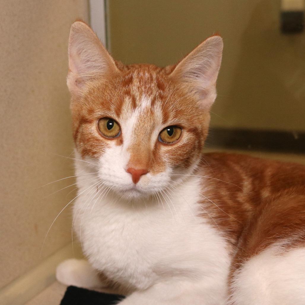 Enlarge Goldilocks, a Adoptable Domestic Short Hair in Rifle, CO image 2/2