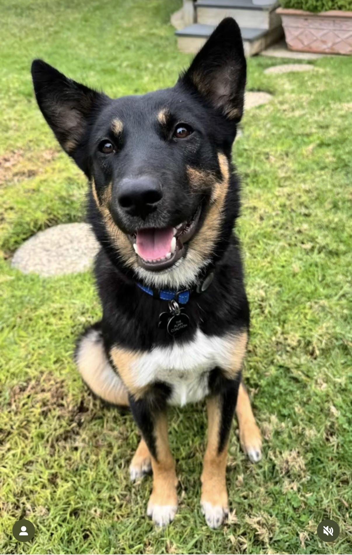 Enlarge REX, a ADOPTABLE mixed breed in Los Angeles, CA image 1/5