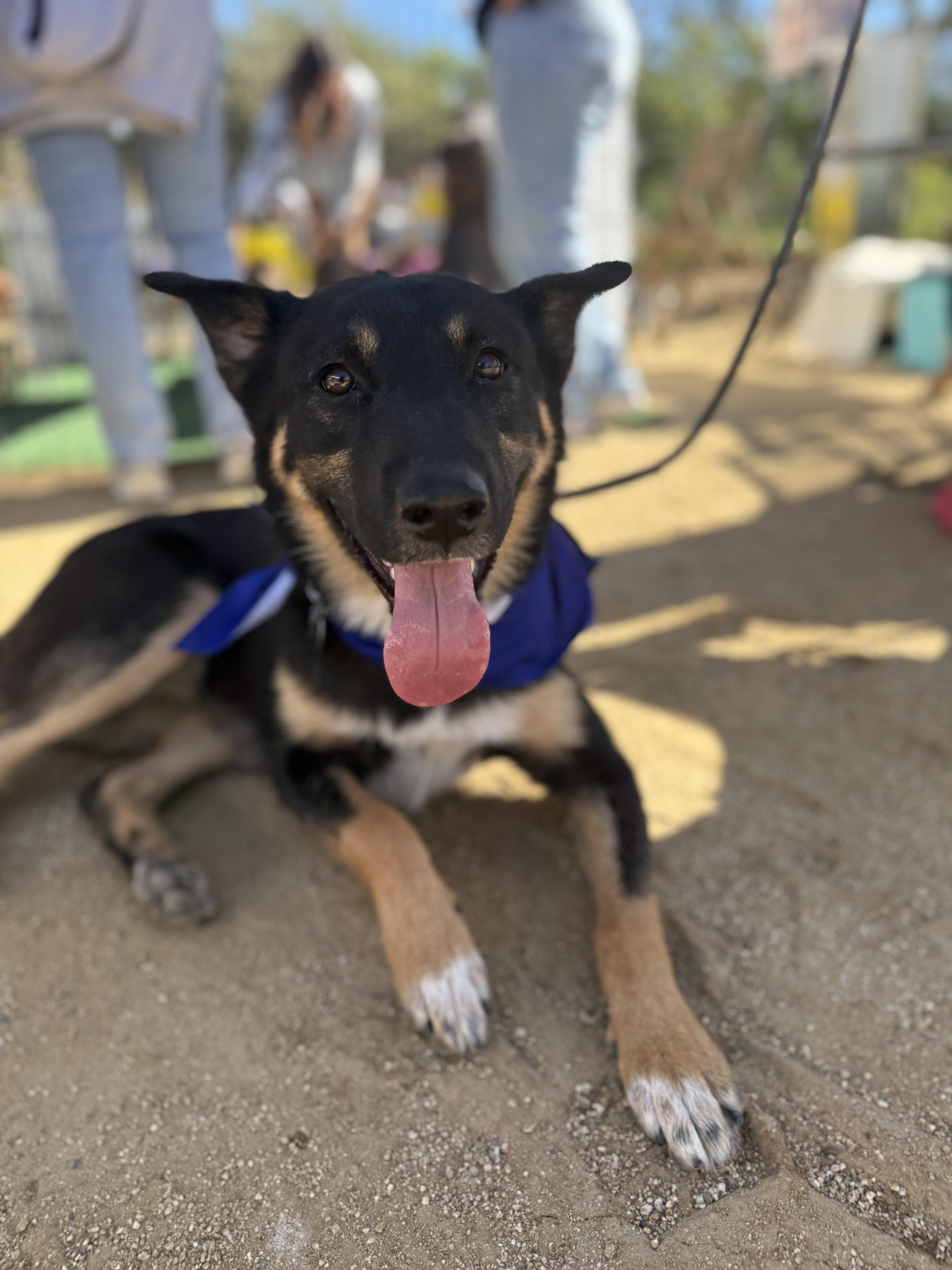 Enlarge REX, a ADOPTABLE mixed breed in Los Angeles, CA image 2/5