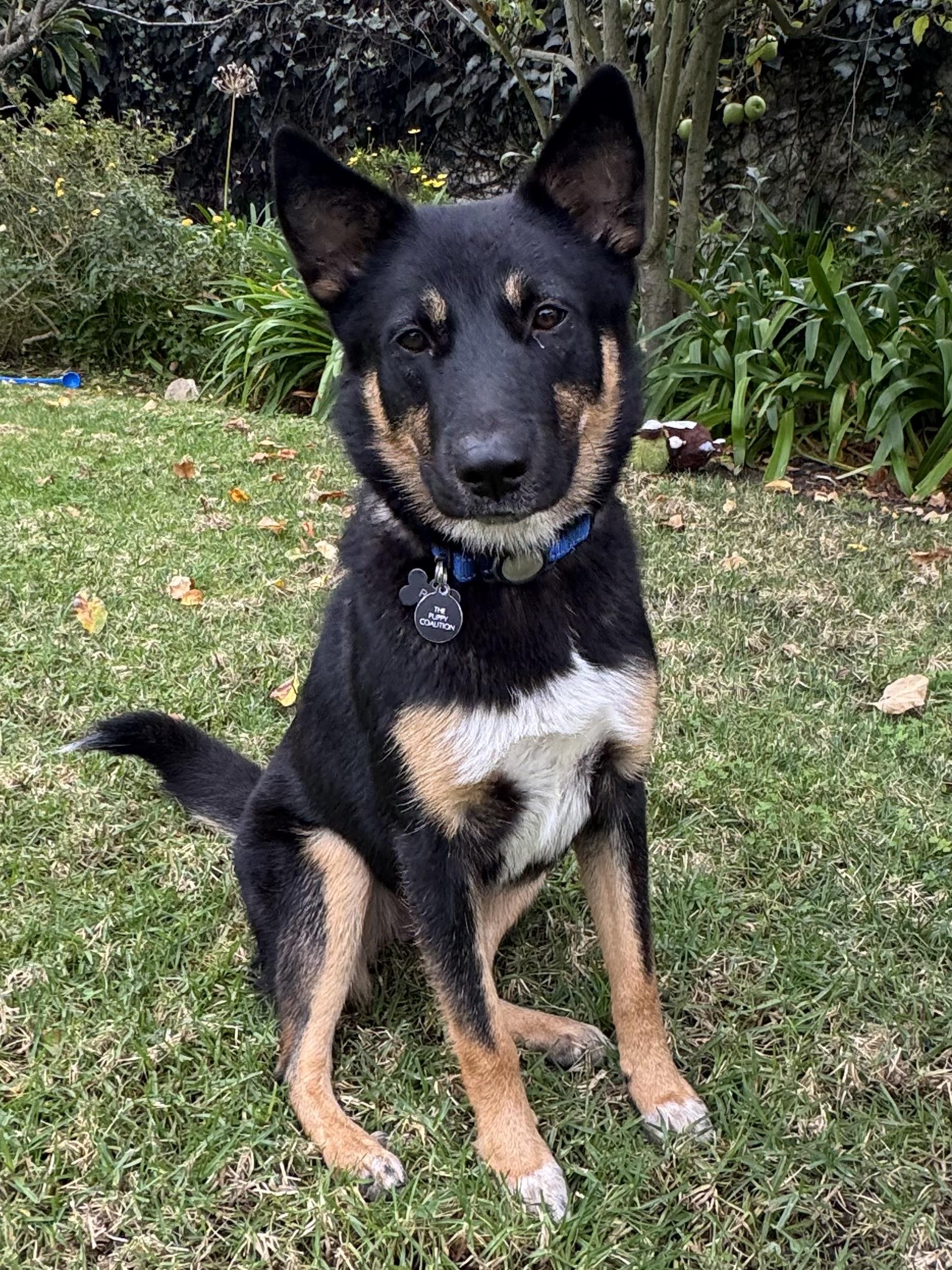 Enlarge REX, a ADOPTABLE mixed breed in Los Angeles, CA image 5/5