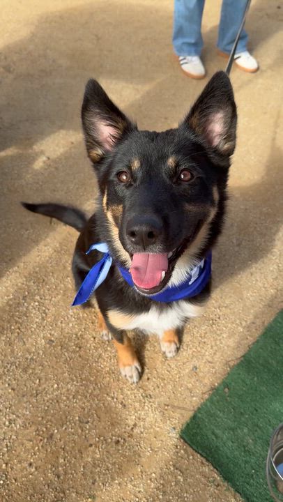 Enlarge REX, a ADOPTABLE mixed breed in Los Angeles, CA video 3/5