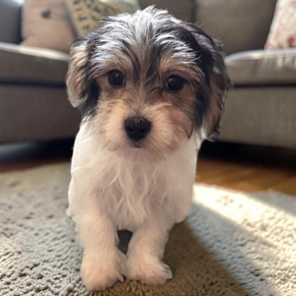 Prada-Tiny Morkie Puppy!, Adopted, Puppy Female Maltese & Yorkshire Terrier.
