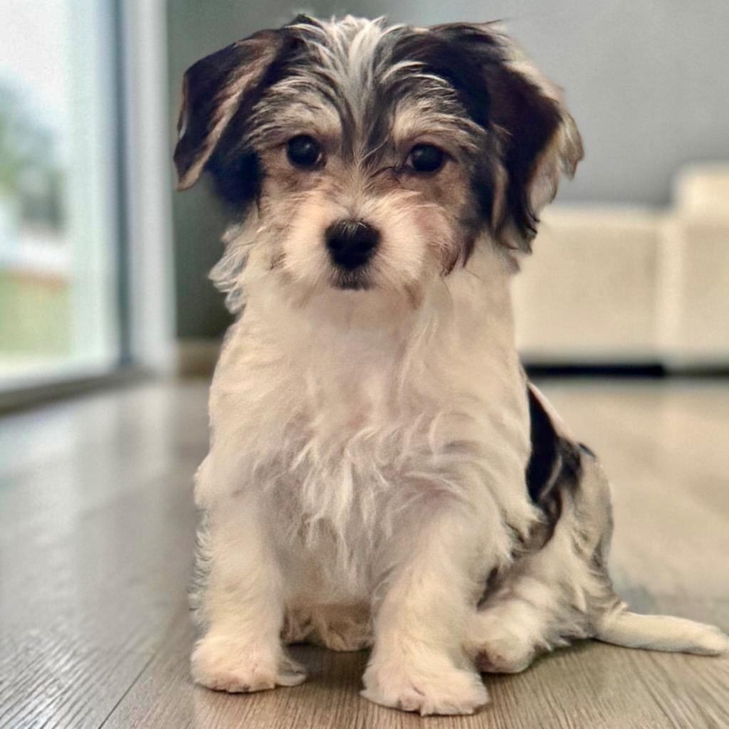 Prada-Tiny Morkie Puppy!, a Adopted mixed breed in Fort Myers, FL image 2/3