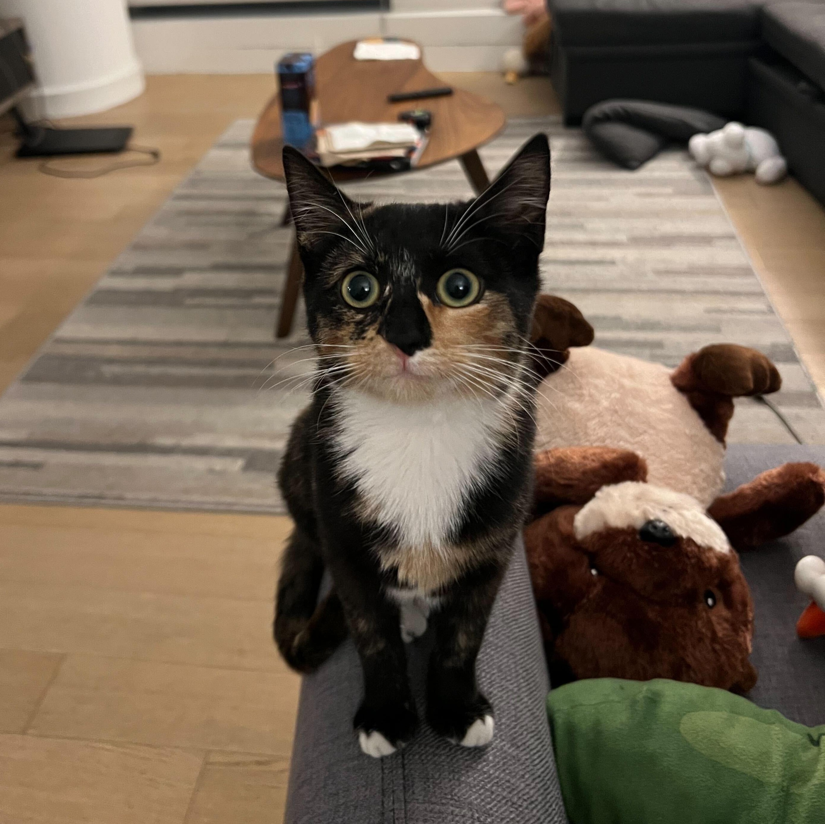 Connie (Bonded to Eddie), ADOPTABLE, Kitten Female Domestic Short Hair.