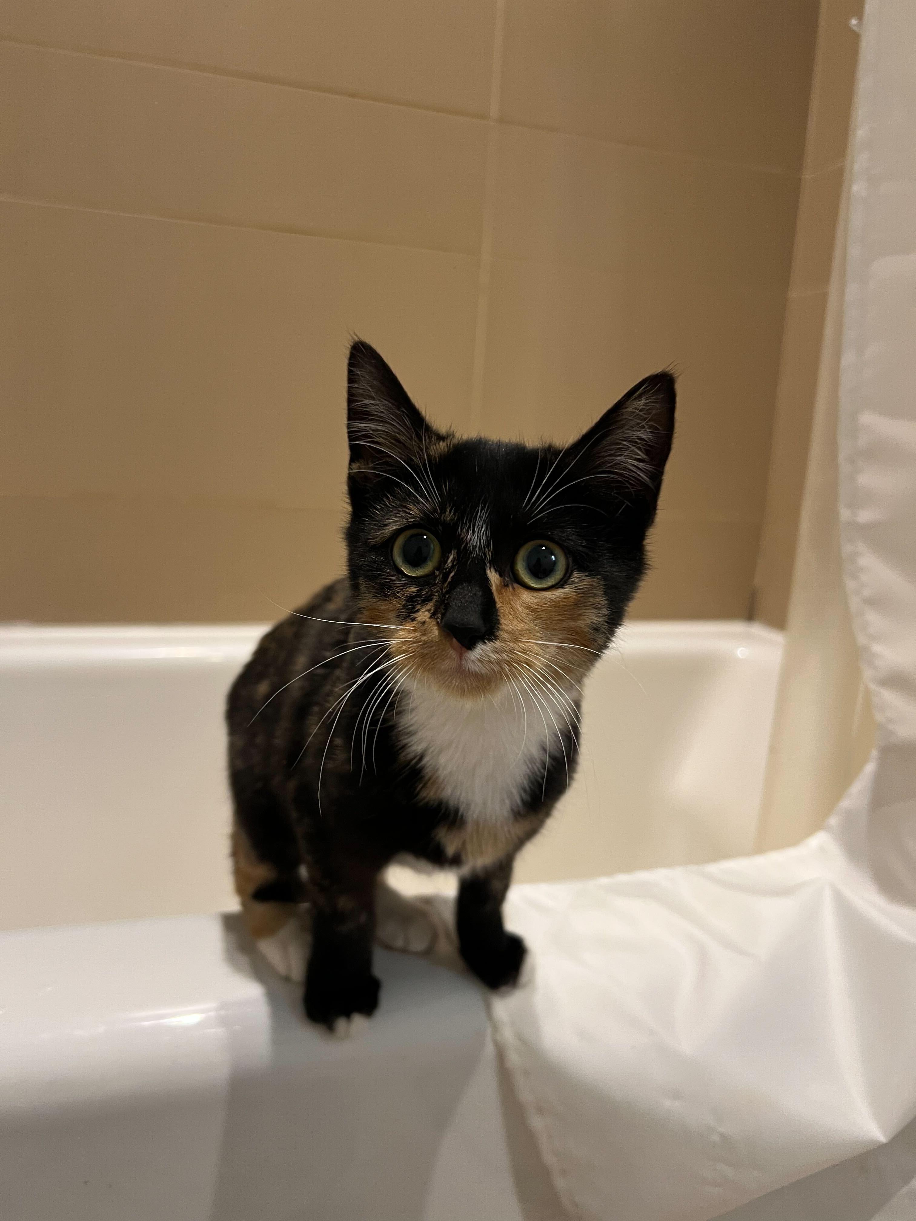 Enlarge Connie (Bonded to Eddie), a ADOPTABLE Domestic Short Hair in Long Island City, NY image 3/3