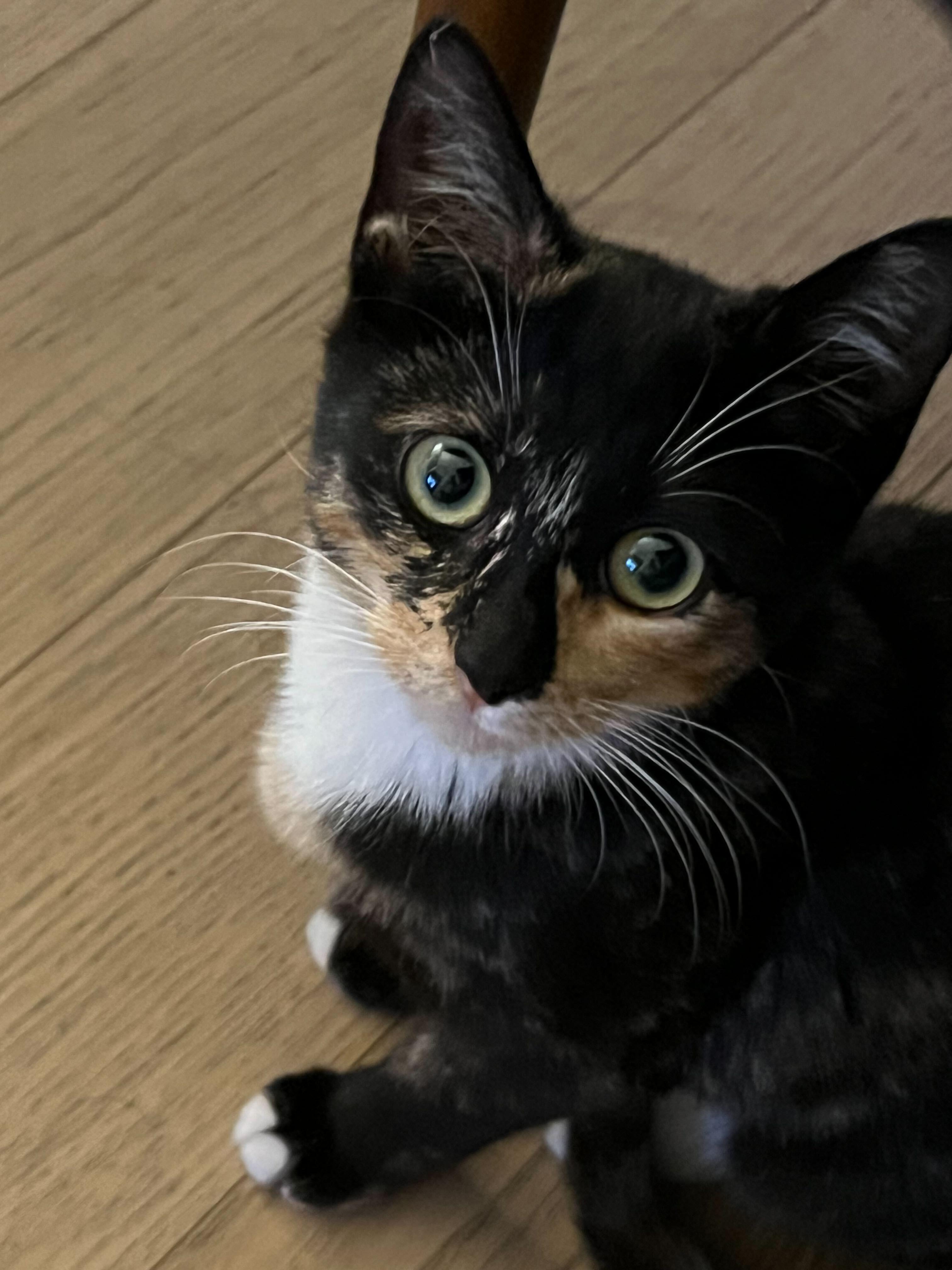 Enlarge Connie (Bonded to Eddie), a ADOPTABLE Domestic Short Hair in Long Island City, NY image 2/3