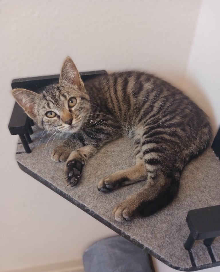 Franny, Adoptable, Young Female Domestic Short Hair.