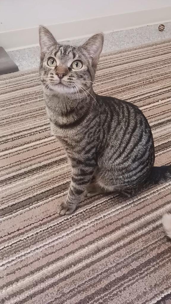 Enlarge Franny, a Adoptable mixed breed in Prairie du Chien, WI image 2/2