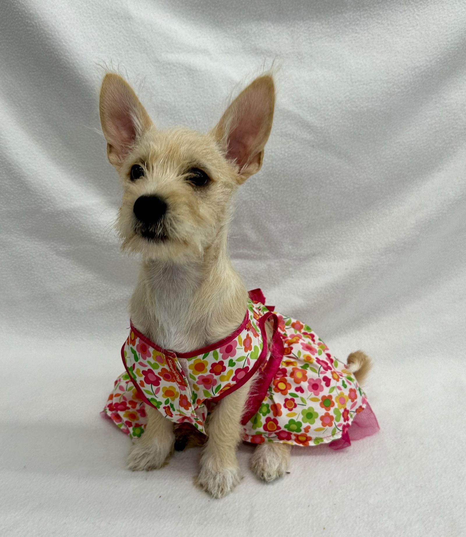Confetti, Adopted, Puppy Female Yorkshire Terrier.