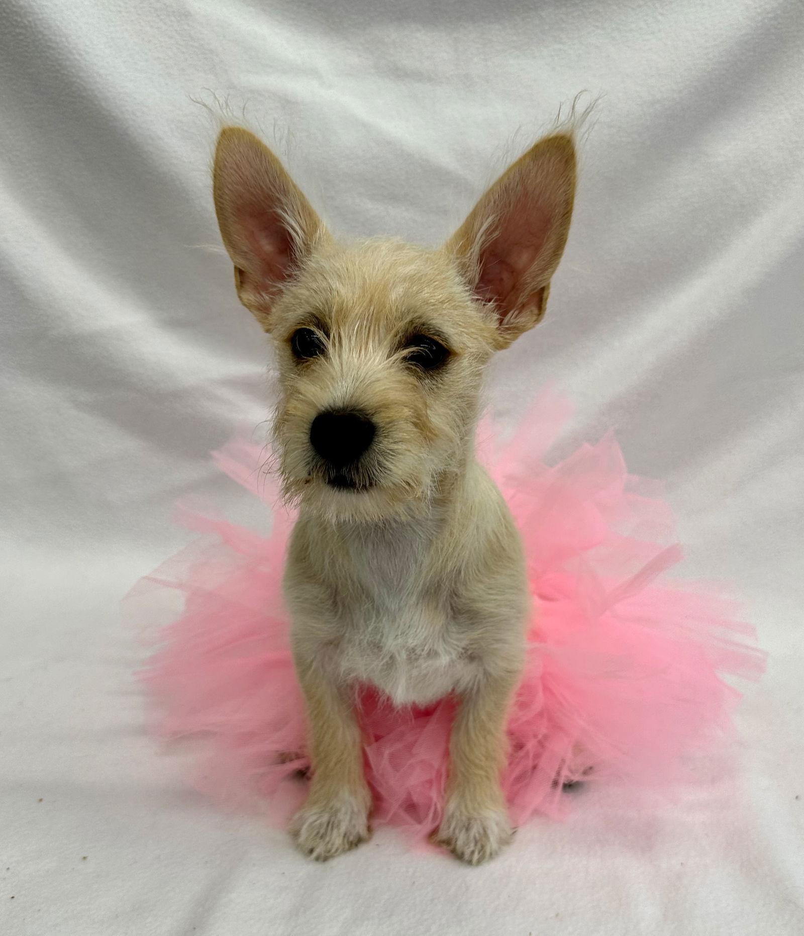 Enlarge Confetti, a Adopted Yorkshire Terrier in Palo Alto, CA image 2/3