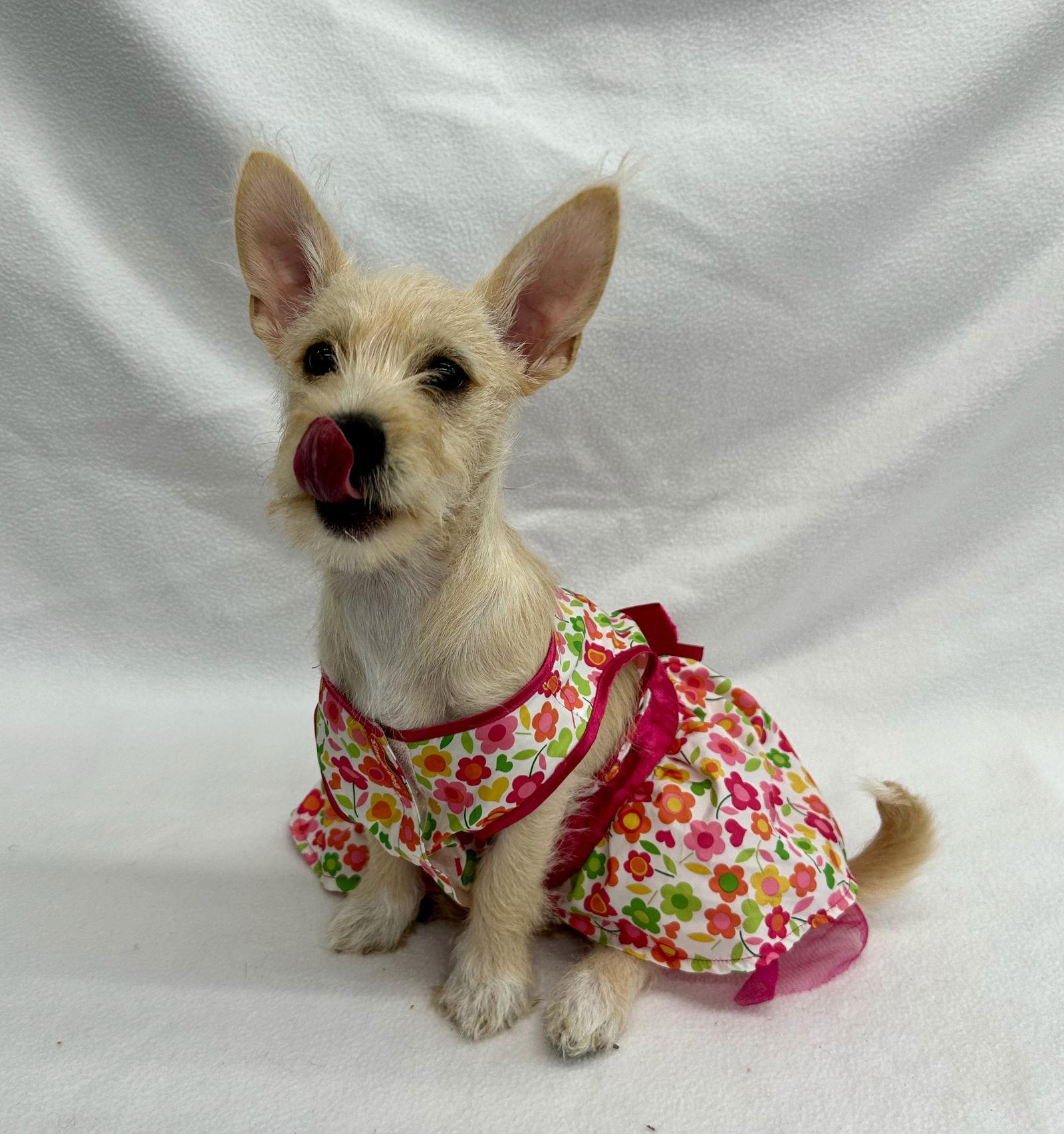 Enlarge Confetti, a Adopted Yorkshire Terrier in Palo Alto, CA image 3/3