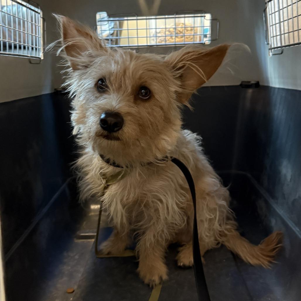 Franklin aka Frankie, Adoptable, Adult Male Wirehaired Terrier.
