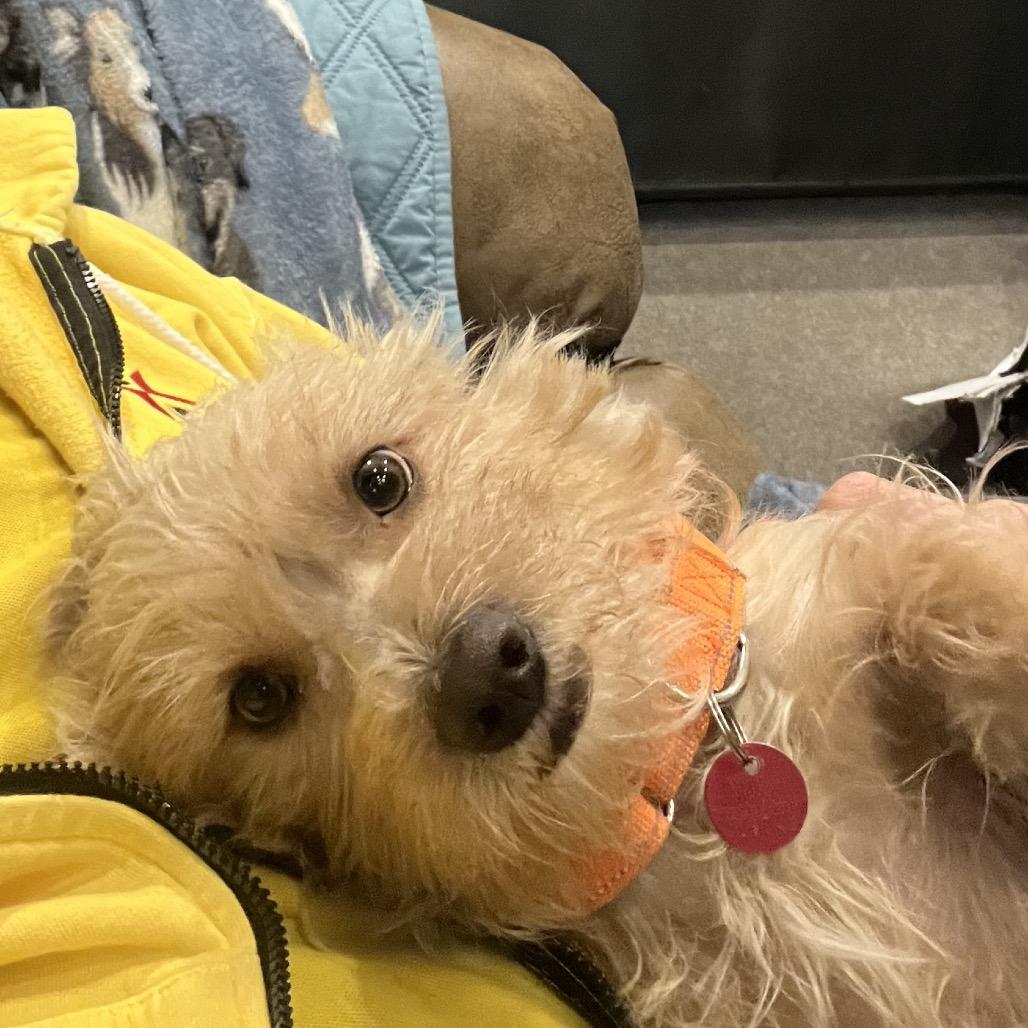Enlarge Franklin aka Frankie, a Adoptable Wirehaired Terrier in Las Vegas, NV image 2/2