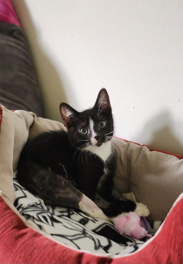 Colin, a Adoptable mixed breed in Hoover , AL image 3/6