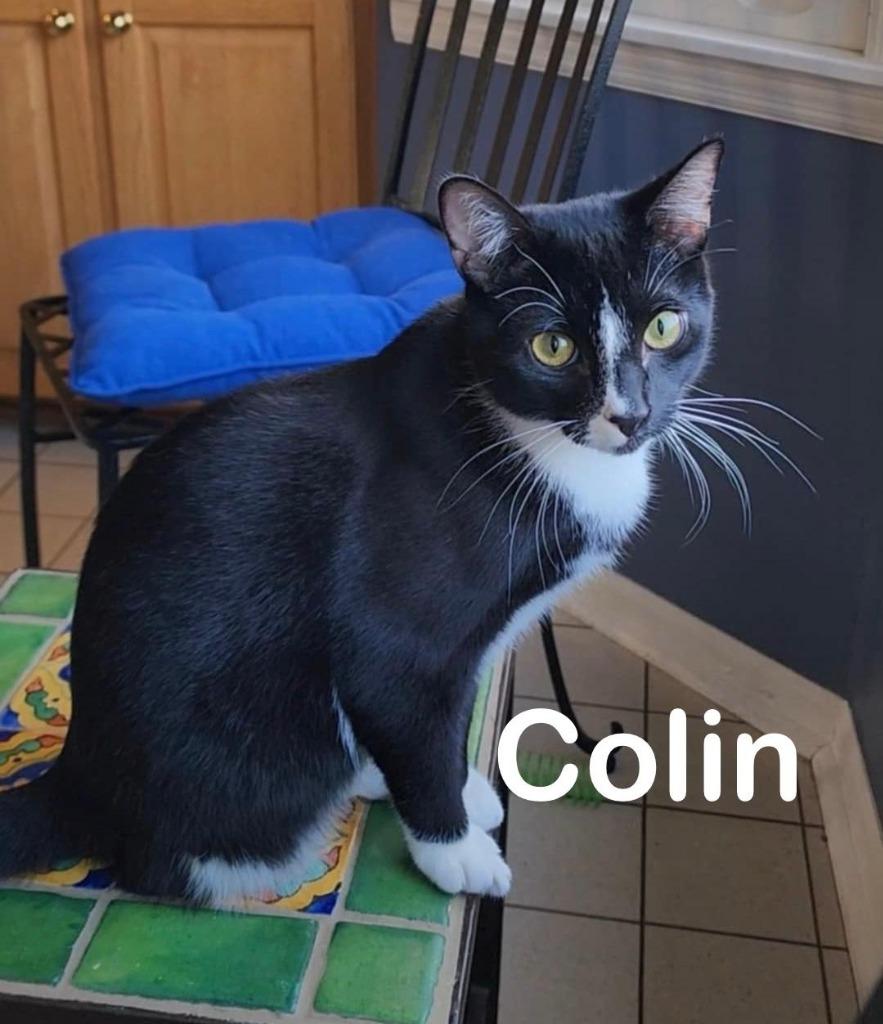 Colin, a Adoptable mixed breed in Hoover , AL image 4/6
