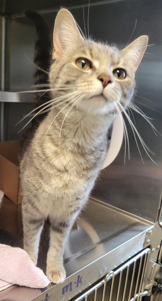Enlarge Martini, a Adoptable mixed breed in Sandusky, OH image 1/1