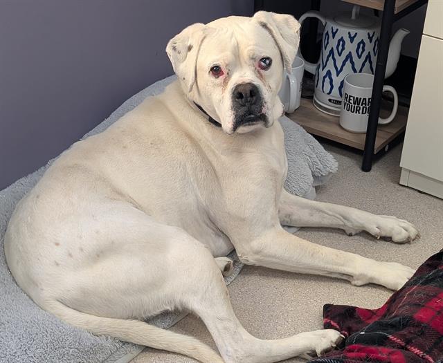 Enlarge SPIKE, a Adoptable mixed breed in Denver, CO image 1/1