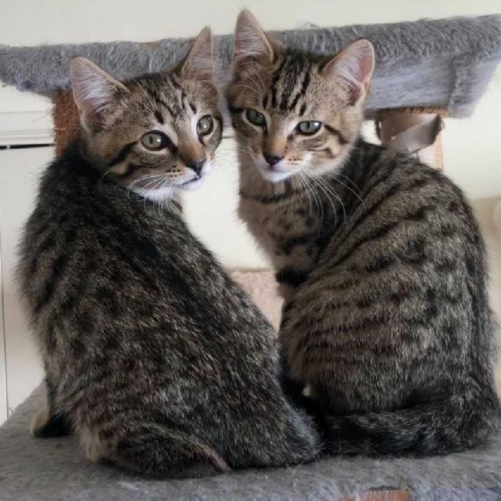 Enlarge Kai, a Adoptable Domestic Short Hair in Los Angeles, CA image 1/3