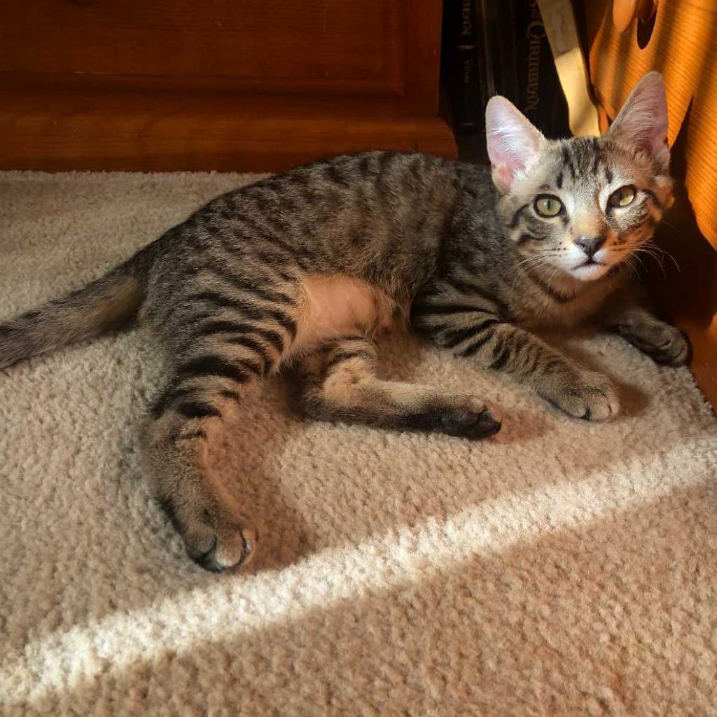 Enlarge Kai, a Adoptable Domestic Short Hair in Los Angeles, CA image 2/3