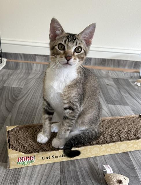 Enlarge Kevy bonded to Declan, a ADOPTABLE Domestic Short Hair in Portland, OR image 1/3