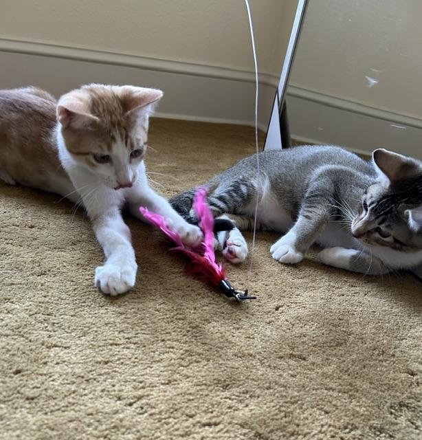 Enlarge Kevy bonded to Declan, a ADOPTABLE Domestic Short Hair in Portland, OR image 3/3